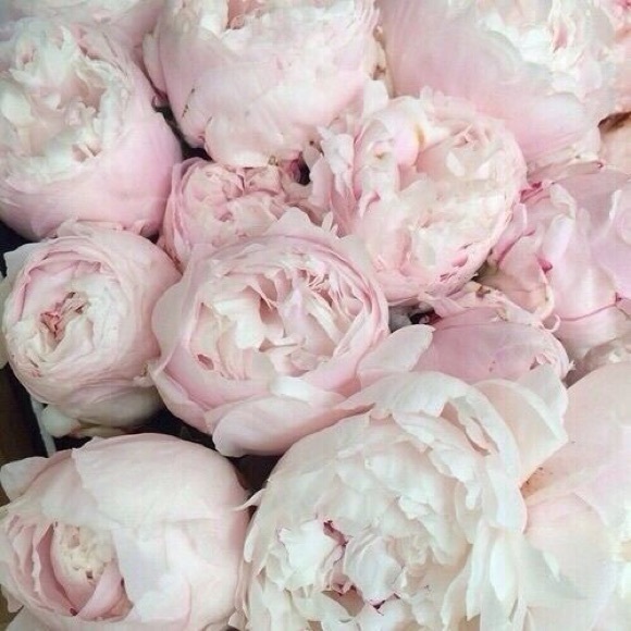 Meet your Posher, Tia - Picture 2 of 2